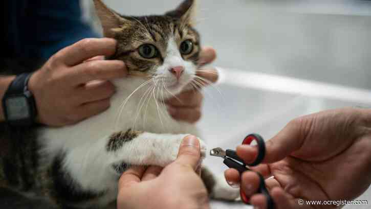 Can California vets claw back another cat declawing ban? Lawmakers are trying