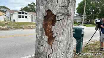 Neighbor works to get rid of Hillsborough County's dying trees ahead of hurricane season