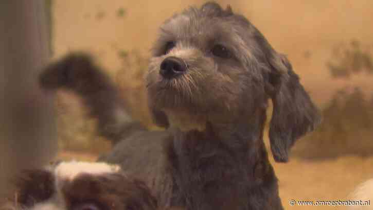 'Straf voor hondenfokker is veel te laag', vindt House of Animals