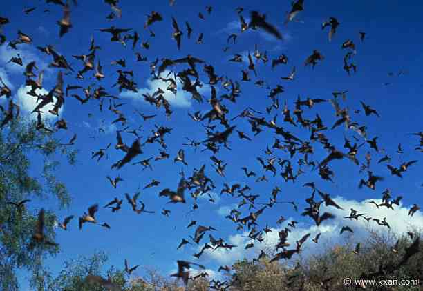 Bats play an important role in Texas' ecosystem
