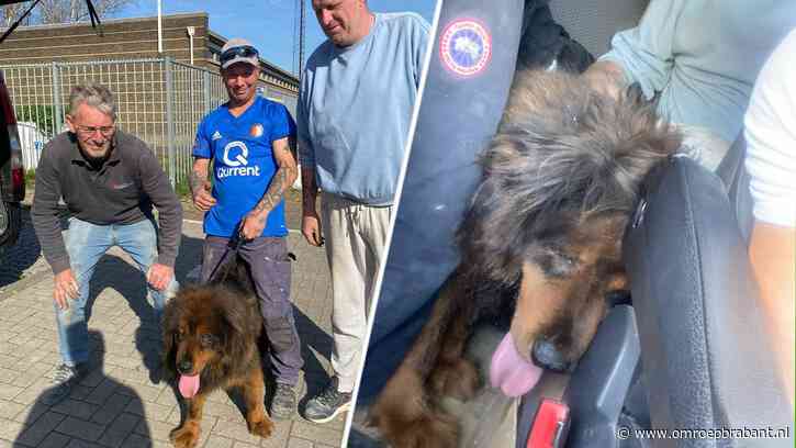 Mannen rennen op snelweg achter hond aan en weten hem te redden