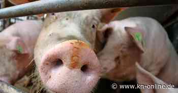 Unfall auf der A7 bei Owschlag: Rund 600 Schweine verendet