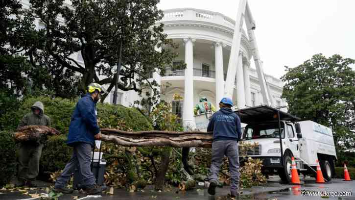 Photos: 'Jackson Magnolia' removed at White House, replaced with descendant sapling