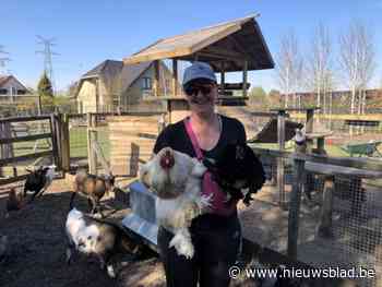 Zit je met een ei? Kom knuffelen in het kippenparadijs van Ilse (53): “Ik ontferm me over de kinderen uit de buurt als moederkloek”