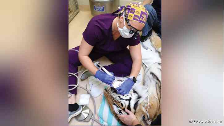 Mike the Tiger receives routine oral cleaning, blood work by LSU Vet Med