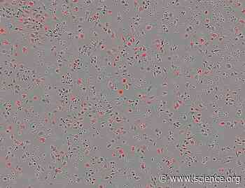 The antipsychotic drug thiothixene stimulates macrophages to clear pathogenic cells by inducing arginase 1 and continual efferocytosis | Science Signaling