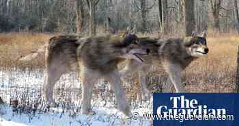 The de-extinction of the dire wolf – is Jurassic Park really happening?