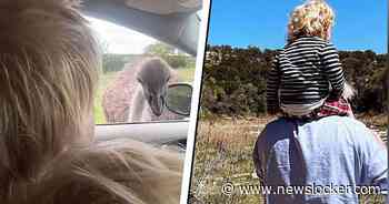 Auw! Scheldende Boris Johnson gebeten op vakantie