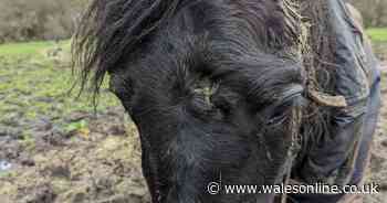Horse found with hole in his head had to be put down as he was in 'such poor condition'