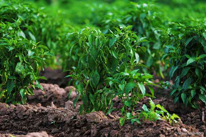 NMSU Chile Pepper Institute to hold annual spring plant sale