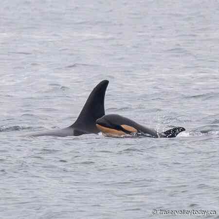 ‘Sign of hope’ for endangered killer whales as centre confirms newborn calf