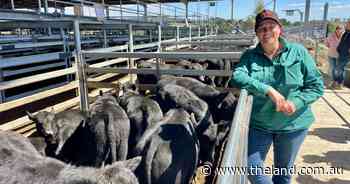 Positivity across the state's cattle market despite some areas still dry