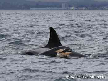 New baby orca spotted with southern resident J-pod in the Salish Sea