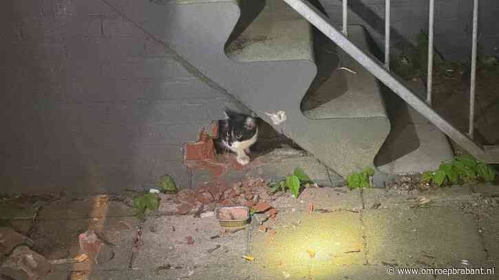 Kat in het nauw: brandweer breekt muur open om dier te redden