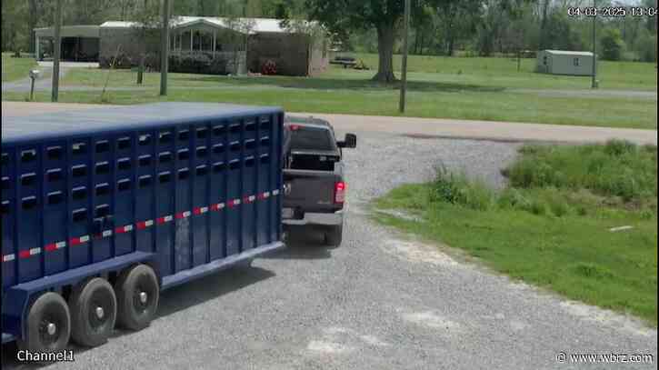 WATCH: Deputies trying to identify owner of truck that stole trailer from Darrow home