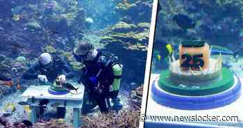 Opmerkelijk: Vissen worden getrakteerd op taart