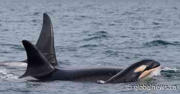 J-Pod welcomes new orca calf, ‘a sign of hope’ for endangered southern residents