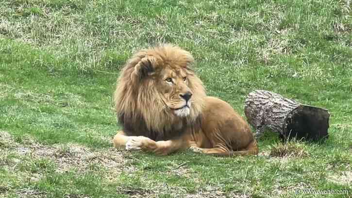 Meet Fort Wayne Zoo's new African lion