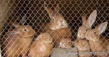 Vijf jaar geen konijnen: dierenpolitie en rechter zijn klaar met Edenaar die slecht voor zijn beestjes zorgde