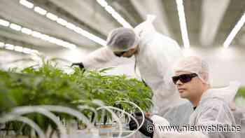 In Maastricht kun je nu legale wiet kopen, behalve als je Belg bent