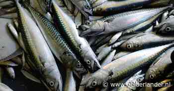 Milieuorganisatie raadt consument af om makreel te kopen vanwege overbevissing, vissector boos