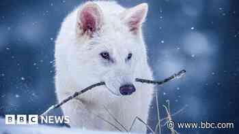 Experts dispute claim dire wolf brought back from extinction