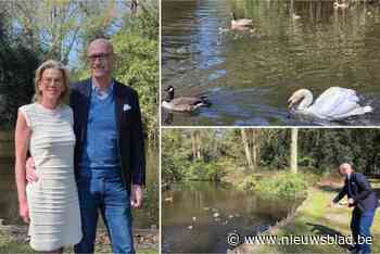 Zwanen Tristan en Isolde hebben veel bekijks nu ze op eieren broeden: “Ze zijn deel van deze gemeente geworden”