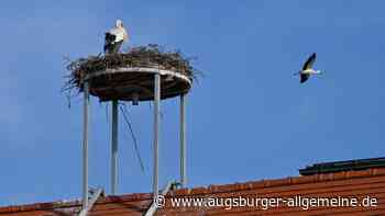 Wie viele Storchenpaare gibt es im Landkreis?