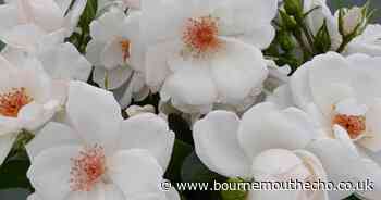 New rose created to help raise money for Oakhaven Hospice