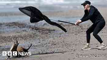 'It looked possessed' - sick sea lions attacking beachgoers in California