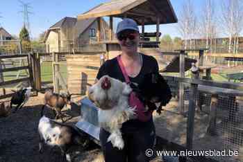 Knuffelen met een kip? In het paradijs van Ilse (53) kan het: “Vaak komen mensen langs die kampen met depressies of andere stoornissen”