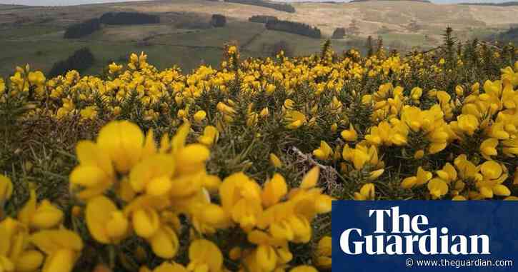 Country diary: Gorse or gold? Choose your riches | Mary Montague
