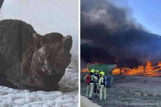 Dierenasiel roept op om uit te kijken naar gewonde katten na zware brand in loods: “Elke minuut is cruciaal”