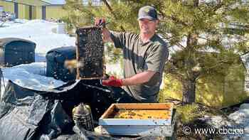 Sask. beekeepers hope to avoid sting of killer parasite, tariffs on honey production