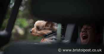 Drivers with pets in the car could be fined £5,000 over 'dangerous' mistake
