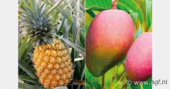 Ghanese telers vertrouwen steeds meer op irrigatie