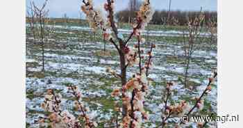 Poolse telers in spanning vanwege nachtvorst