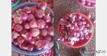 "Uienprijzen aanzienlijk gedaald in India"