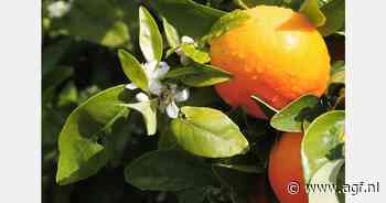 Orri viert tienjarig bestaan als beschermd ras