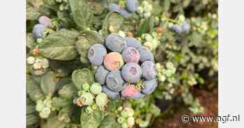 Oogst Egyptische blauwe bessen eindigt in mei