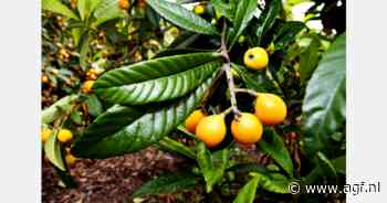 Ruime mispeloogst verwacht in Alicante