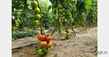 "Turkije richt blik op Europa voor tomatenexport"