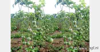 "Koffie in plaats van passiefruit"