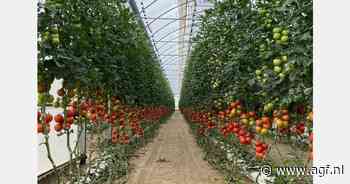 Hogere tomatenprijzen in maart, vooral in Spanje