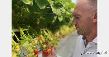 "Zeker in het najaar is meeldauw een van de grootste uitdagingen voor de aardbeienteelt"
