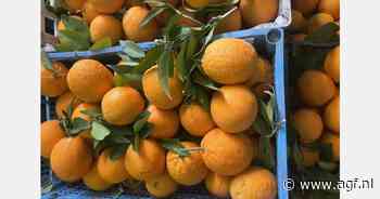 "Grote maten Valencia's, maar toch is export niet winstgevend"