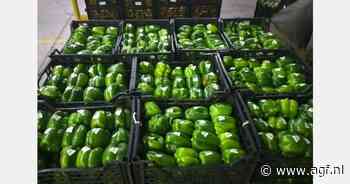 Door kortere logistiek meer Egyptische paprika's naar EU