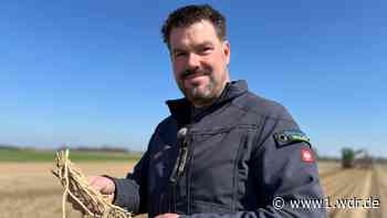 Heinsberg: Rodung der Spargelpflanzen hat begonnen