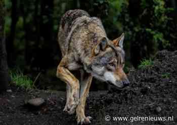 Wolf doodgereden door trein