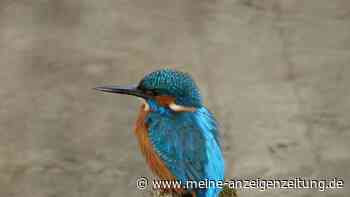 Gefährdete Art: LBV Freising schafft neue Brutplätze für Eisvögel an der Amper